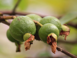 Konsumsi Buah Jambu Biji Bisa Hilangkan Penyakit Ini, Cek Sekarang